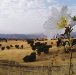 یکی از کوه های طبیعت زیبای کردستان