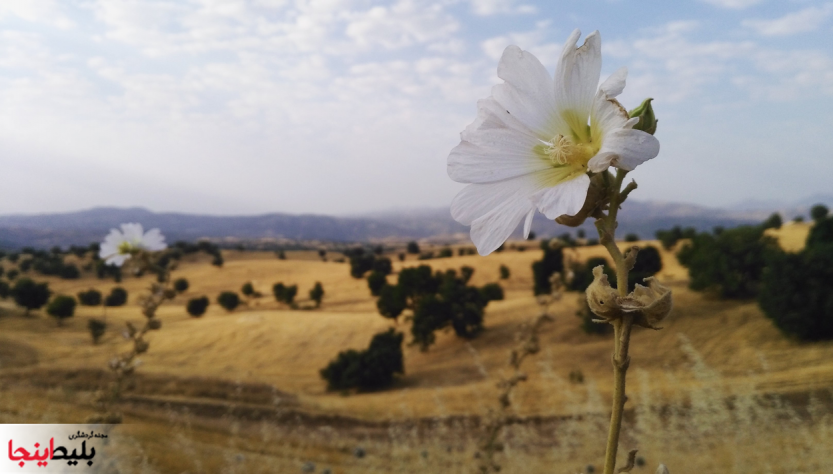 یکی از کوه های طبیعت زیبای کردستان