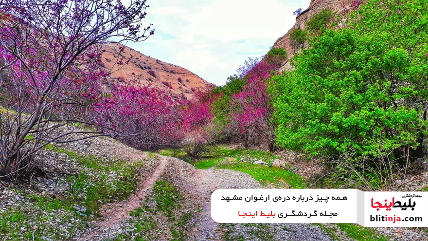 دره ارغوان در مشهد
