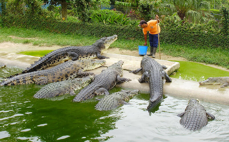 مزرعه تمساح های بانکوک تایلند - تور تایلند تابستان 1401