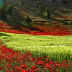 شهرهای مناسب برای سفرهای تابستانی در ایران